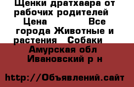 Щенки дратхаара от рабочих родителей › Цена ­ 22 000 - Все города Животные и растения » Собаки   . Амурская обл.,Ивановский р-н